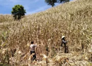 Polri Turun ke Ladang, Kawal Panen Raya Jagung 5 Ton di Sekotong demi Ketahanan Pangan Nasional