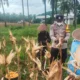 Langkah Nyata Polsek Lembar Kawal Ketahanan Pangan: Turun ke Sawah Dampingi Petani Jagung dan Cabai