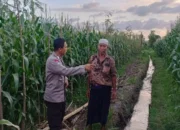 Upaya memperkuat kedaulatan pangan nasional kini semakin masif dilakukan hingga ke tingkat akar rumput. Di Kabupaten Lombok Barat, komitmen ini diwujudkan melalui aksi nyata aparat kepolisian yang terjun langsung ke tengah masyarakat produktif. Langkah ini bukan sekadar menjalankan fungsi pengamanan, melainkan juga peran aktif sebagai fasilitator dan motivator bagi para petani serta peternak lokal. Atmosfer produktivitas menyelimuti Dusun Lemokek Lauk, Desa Babussalam. Kehadiran personel Bhabinkamtibmas Desa Babussalam, Bripka Ketut Sanjaya, di tengah lahan pertanian warga menjadi bukti bahwa Polri hadir sebagai mitra strategis masyarakat. Kegiatan sambang desa dan silaturahmi ini dirancang untuk memastikan stabilitas keamanan sekaligus mendorong kemandirian ekonomi warga melalui sektor agraris. Pendampingan Teknis dan Distribusi Benih Unggul Bripka Ketut Sanjaya tidak hanya datang untuk memantau situasi keamanan dan ketertiban masyarakat (kamtibmas), tetapi juga terlibat langsung dalam aktivitas teknis di lapangan. Berdasarkan pantauan di lokasi, ia tampak mendampingi para petani yang sedang sibuk menyiapkan lahan. Salah satu fokus perhatiannya adalah penggunaan media mulsa alami, sebuah teknik konservasi tanah yang sangat efektif untuk menjaga kelembapan dan kesuburan lahan sebelum memasuki masa tanam. Selain memberikan arahan teknis mengenai persiapan lahan yang optimal, kepolisian juga memberikan dukungan konkret berupa pemberian bantuan paket benih jagung unggul. Bantuan ini diserahkan langsung kepada warga sebagai stimulus agar mereka lebih bersemangat dalam memperluas cakupan lahan produktif. Dengan adanya benih berkualitas, diharapkan hasil panen mendatang dapat meningkat secara signifikan, yang pada gilirannya akan memperkuat stok pangan di tingkat desa. Kapolres Lombok Barat, Polda NTB, AKBP Yasmara Harahap, S.I.K., M.Si., melalui Kapolsek Gerung, AKP Lale Dewi Lungit Tanauran, menegaskan bahwa peran Bhabinkamtibmas saat ini telah bertransformasi untuk mendukung program strategis pemerintah. Pihaknya ingin memastikan bahwa kehadiran polisi di desa memberikan dampak ekonomi yang nyata bagi masyarakat binaan. "Kami menginstruksikan seluruh jajaran Bhabinkamtibmas untuk terus bersinergi dengan warga, khususnya di sektor pertanian dan peternakan. Kami ingin Polri hadir bukan hanya untuk menjaga keamanan, tetapi juga menjadi penggerak ketahanan pangan nasional. Melalui pendampingan ini, diharapkan masyarakat merasa didukung dalam mengelola sumber daya alam yang mereka miliki," ujar AKP Lale Dewi Lungit Tanauran dalam keterangannya. Mengoptimalkan Lahan Pekarangan untuk Kemandirian Keluarga Selain fokus pada lahan pertanian luas, pihak kepolisian juga memberikan edukasi mengenai pemanfaatan lahan sempit di sekitar tempat tinggal. Dalam interaksi yang berlangsung hangat dan humanis, Bripka Ketut Sanjaya mengajak warga untuk lebih kreatif dalam mengelola pekarangan rumah mereka. Menurutnya, lahan pekarangan memiliki potensi besar jika ditanami dengan berbagai komoditas pangan bergizi seperti sayur-mayur atau tanaman obat keluarga (TOGA). Upaya ini ditekankan sebagai langkah strategis untuk memenuhi kebutuhan pangan rumah tangga secara mandiri. Dengan memanfaatkan setiap jengkal tanah yang ada, warga diharapkan tidak lagi bergantung sepenuhnya pada pasar untuk memenuhi kebutuhan dapur sehari-hari. Hal ini dianggap sebagai solusi cerdas dalam menghadapi fluktuasi harga pangan yang seringkali membebani ekonomi keluarga. Komitmen Berkelanjutan untuk Kedaulatan Pangan Kegiatan sambang di Dusun Lemokek Lauk ini merupakan bagian dari komitmen berkelanjutan Polres Lombok Barat dalam mengawal stabilitas ekonomi dari level terbawah. Koordinasi yang intensif antara petugas dan warga menjadi kunci utama dalam menjaga semangat produktivitas. Selain memberikan motivasi di bidang pertanian, kepolisian juga menitipkan pesan agar para peternak lokal tetap konsisten dalam merawat hewan ternak mereka, mengingat sektor peternakan adalah pilar penting lainnya dalam struktur ekonomi pedesaan. Melalui pendekatan yang persuasif dan edukatif, Polri berharap sinergitas dengan masyarakat Desa Babussalam terus kokoh. Keberhasilan program ketahanan pangan sangat bergantung pada kolaborasi aktif antara aparat keamanan, pemerintah desa, dan para petani. Dengan terpeliharanya stabilitas kamtibmas dan terjaganya produktivitas lahan, kedaulatan pangan yang berkelanjutan di wilayah Lombok Barat bukan lagi sekadar harapan, melainkan sebuah realitas yang tengah diperjuangkan bersama.