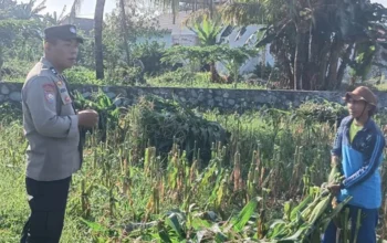 Bhabinkamtibmas Desa Karang Bongkot Turun ke Sawah, Kawal Langsung Panen dan Stok Gudang Petani