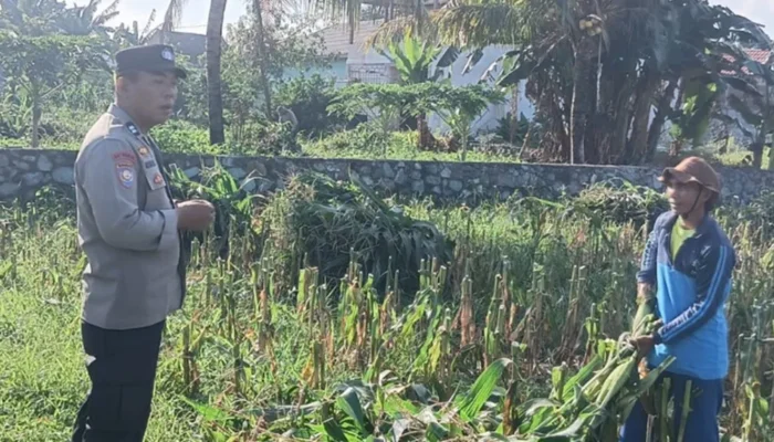Bhabinkamtibmas Desa Karang Bongkot Turun ke Sawah, Kawal Langsung Panen dan Stok Gudang Petani