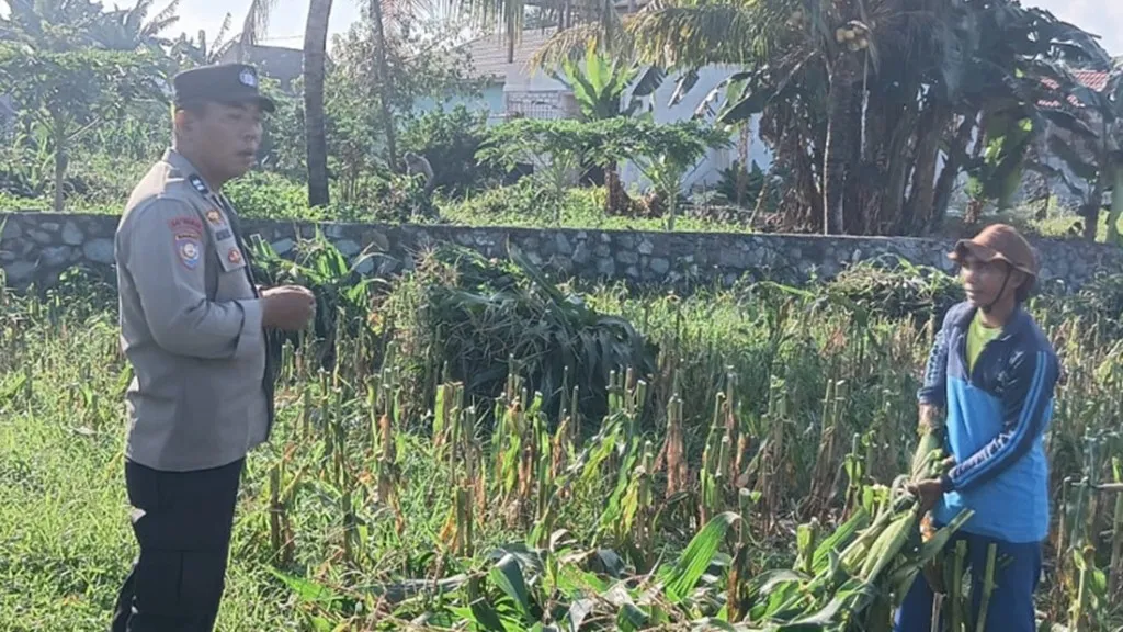 Bhabinkamtibmas Desa Karang Bongkot Turun ke Sawah, Kawal Langsung Panen dan Stok Gudang Petani