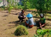 Dukung Swasembada, Polsek Labuapi Dampingi Petani Karang Bongkot