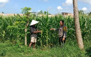 Bhabinkamtibmas Labuapi Terjun ke Kebun Jagung Bantu Petani Lokal