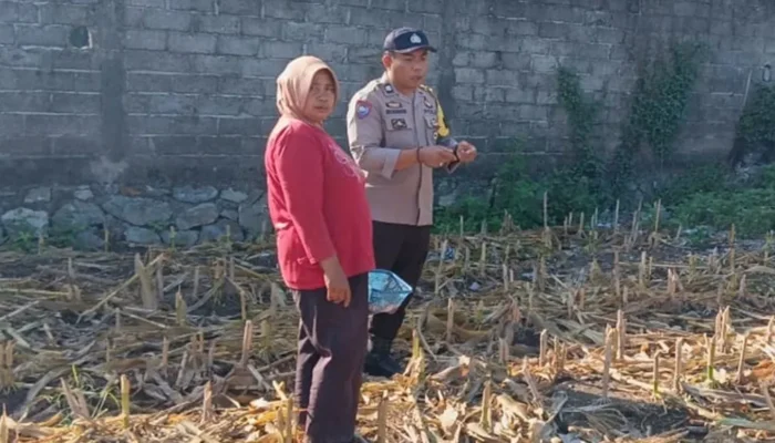 Kemandirian Pangan Jadi Prioritas, Bhabinkamtibmas Polres Lombok Barat Beri Edukasi Strategis di Tengah Lahan Jagung