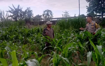 Langkah Nyata Polri Perkuat Kedaulatan Pangan Nasional Melalui Pendampingan Intensif Petani di Lombok Barat