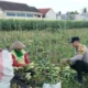 Bhabinkamtibmas Turun ke Sawah, Sokong Ketahanan Pangan Nasional Lewat Panen Jagung di Lombok Barat