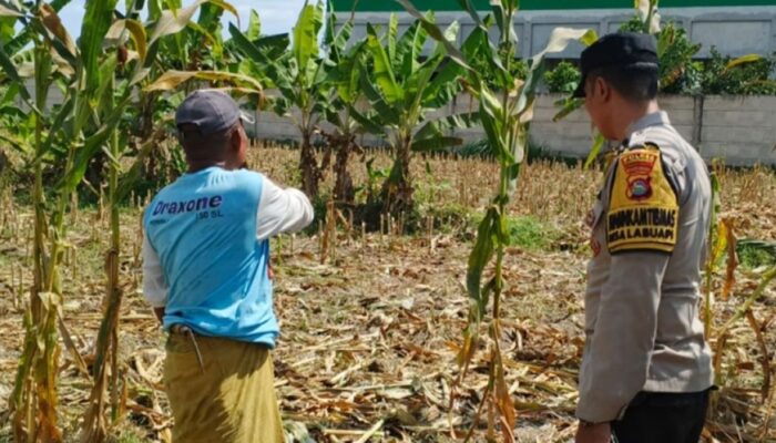 Langkah Nyata Polsek Labuapi Perkuat Ketahanan Pangan: Ajak Warga Sulap Pekarangan Jadi Kebun Produktif