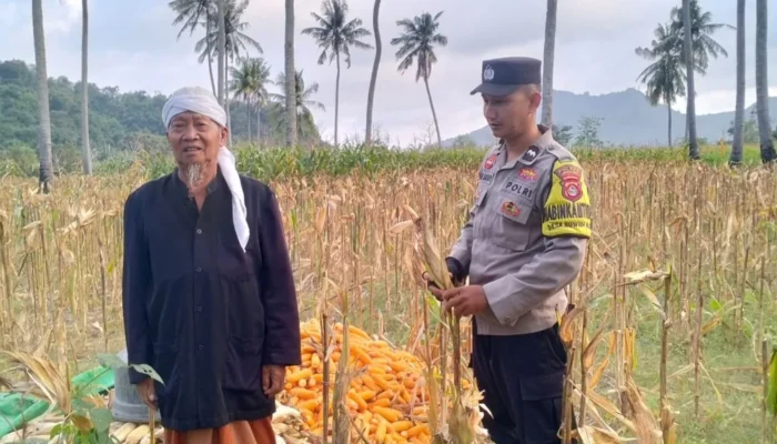 Polri Kawal Panen Jagung Desa Buwun Mas, Pastikan Petani Sejahtera dan Stok Pangan Aman