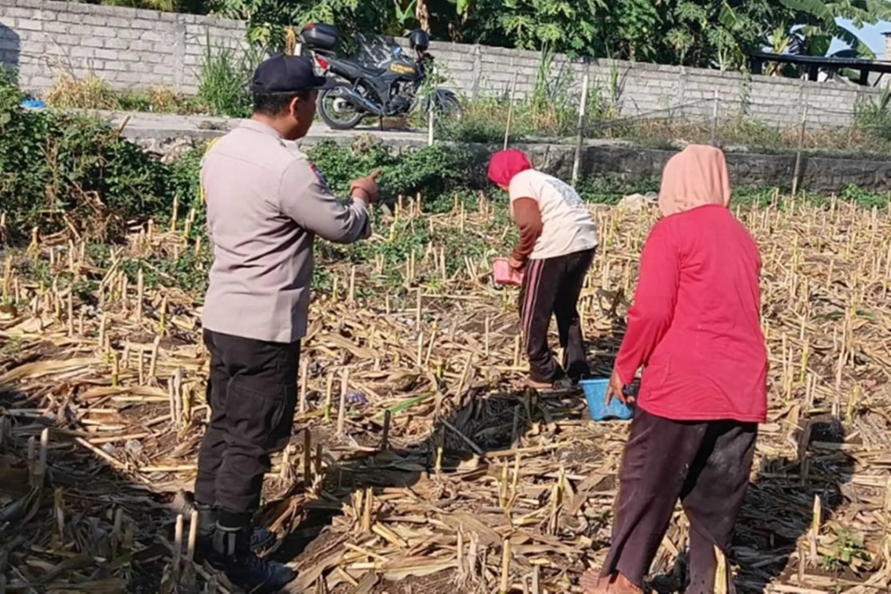 Lombok Barat, NTB – Komitmen Polri dalam mendukung agenda nasional pemerintah di sektor ketahanan pangan terus diperkuat hingga ke level akar rumput, termasuk di wilayah Desa Karang Bongkot. Pada Senin (2/3), jajaran Polsek Labuapi melalui Bhabinkamtibmas melaksanakan aksi nyata dengan melakukan sambang kewilayahan langsung ke area pertanian warga. Langkah ini diambil guna memastikan produktivitas lahan tetap terjaga serta memberikan motivasi berkelanjutan bagi para petani setempat. Kegiatan yang berlangsung di tengah hamparan lahan pertanian Desa Karang Bongkot ini bukan sekadar kunjungan formalitas. Kehadiran personel kepolisian di tengah ladang menjadi simbol kehadiran negara dalam mengawal kemandirian ekonomi masyarakat melalui sektor agraris yang menjadi tulang punggung wilayah tersebut. Upaya Mendorong Produktivitas Lahan Berkelanjutan di Desa Karang Bongkot Berdasarkan pantauan di lokasi, petugas kepolisian yang mengenakan seragam dinas lengkap tampak membaur dengan para petani yang tengah sibuk beraktivitas. Di antara sisa-sisa batang tanaman pasca-panen, terjadi dialog interaktif yang hangat antara aparat dan warga. Para petani yang membawa perlengkapan kerja seperti keranjang dan wadah kecil menyambut baik kehadiran petugas yang memberikan arahan terkait optimalisasi pengolahan tanah di area Desa Karang Bongkot. Pemerintah saat ini memang tengah menggencarkan program ketahanan pangan sebagai fondasi stabilitas ekonomi nasional. Dalam konteks lokal, peran Bhabinkamtibmas menjadi krusial sebagai jembatan informasi dan motivator bagi masyarakat agar lahan yang tersedia tidak dibiarkan tidur, melainkan dikelola secara produktif dan berkelanjutan. Kapolres Lombok Barat, Polda NTB, AKBP Yasmara Harahap, S.I.K., M.Si., melalui Kapolsek Labuapi, Iptu I Nyoman Rudi Santosa, menegaskan bahwa kehadiran Polri di sektor pertanian merupakan instruksi langsung untuk menyukseskan swasembada pangan. “Kami mengarahkan seluruh personel, khususnya Bhabinkamtibmas, untuk terus melekat dengan masyarakat petani. Tujuannya jelas, yakni memberikan pendampingan moral dan memastikan setiap potensi lahan di wilayah hukum kami dapat dimanfaatkan secara maksimal guna memperkuat ketersediaan pangan di tingkat desa,” ujar Iptu I Nyoman Rudi Santosa saat memberikan keterangan resminya. Membangun Kemandirian Ekonomi dari Tingkat Desa Lebih lanjut, Iptu I Nyoman Rudi Santosa menjelaskan bahwa ketahanan pangan yang kuat di tingkat desa akan berdampak langsung pada kesejahteraan keluarga, terutama bagi penduduk di Desa Karang Bongkot. Dengan hasil tani yang dikelola dengan manajemen yang baik, masyarakat diharapkan mampu memenuhi kebutuhan pokok secara mandiri bahkan meningkatkan pendapatan ekonomi keluarga. Dalam dialog tersebut, petugas juga menekankan pentingnya inovasi dalam bertani agar sisa lahan pasca-panen dapat segera diolah kembali untuk komoditas berikutnya. Kehadiran kendaraan dinas Polri yang terparkir di pinggir area persawahan menjadi bukti bahwa kepolisian siap menjangkau pelosok lahan demi memastikan program pendampingan di Desa Karang Bongkot ini berjalan secara maksimal dan menyeluruh. “Kami ingin para petani merasa didukung. Bukan hanya soal teknis di lapangan, tapi juga kepastian bahwa situasi keamanan tetap kondusif sehingga mereka bisa fokus dalam menggarap lahan dengan tenang,” tambah Kapolsek Labuapi tersebut. Respons Positif dan Komitmen Pengawalan Berkelanjutan Kegiatan sambang kewilayahan ini mendapatkan respons yang sangat positif dari para petani di Desa Karang Bongkot. Mereka mengaku merasa diperhatikan dengan adanya kunjungan rutin dari pihak kepolisian yang tidak segan untuk turun langsung ke area berlumpur demi berdiskusi mengenai kendala dan harapan para petani di lapangan. Respons positif ini menjadi energi tambahan bagi jajaran Polsek Labuapi untuk terus konsisten melakukan pengawalan. Ke depannya, Polri berkomitmen untuk tidak hanya memberikan motivasi, tetapi juga membantu memfasilitasi komunikasi antara petani dengan pihak terkait jika ditemukan kendala dalam ketersediaan pupuk maupun sarana produksi pertanian lainnya. Dengan sinergi yang kuat antara aparat kepolisian dan kelompok tani, diharapkan struktur ketahanan pangan di wilayah Lombok Barat, khususnya di Kecamatan Labuapi, semakin kokoh. Upaya ini menjadi bagian dari kontribusi nyata Polri dalam mendukung agenda besar pemerintah untuk menjadikan Indonesia sebagai bangsa yang mandiri secara pangan, dimulai dari penguatan di setiap desa seperti Desa Karang Bongkot.