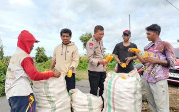 Bhabinkamtibmas Desa Bagik Papan Cek Panen Jagung dan Sampaikan Himbauan Kamtibmas