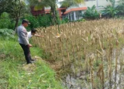Bhabinkamtibmas Pantau Kesiapan Panen Jagung di Desa Kebon Ayu