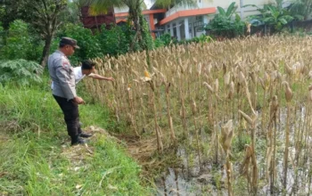 Bhabinkamtibmas Pantau Kesiapan Panen Jagung di Desa Kebon Ayu