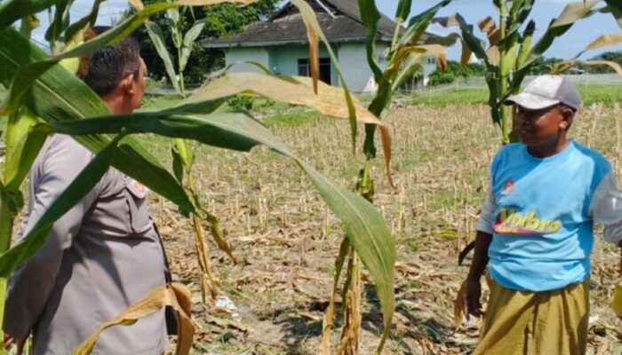 Strategi Cerdas Polisi di Lombok Barat Sulap Lahan Tidur Jadi Sumber Pangan Keluarga yang Produktif