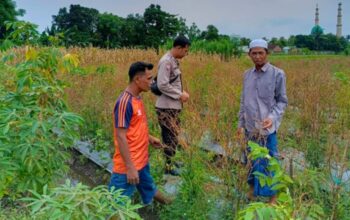 Polres Lombok Barat Dorong Diversifikasi Pangan, Warga Desa Perampuan Jaga Stabilitas Ekonomi Lewat Pertanian Terpadu