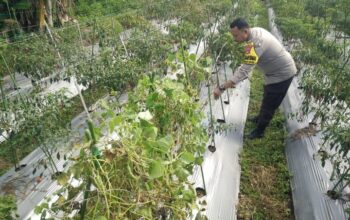 Bhabinkamtibmas Desa Masbagik Selatan Cek Lahan Ketahanan Pangan Bergizi di Tanak Malit Utara