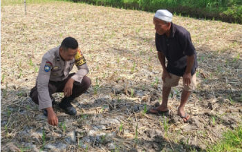 Bhabinkamtibmas Desa Sukadana Monitoring Lahan Jagung, Dukung Program Ketahanan Pangan Nasional