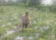 Bhabinkamtibmas Desa Kesik Cek Lahan Ketahanan Pangan Bergizi di Dusun Munsok