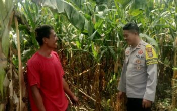 Dukung Ketahanan Pangan Nasional, Bhabinkamtibmas Desa Rasabou Pantau Lahan Jagung Warga di So Kuta