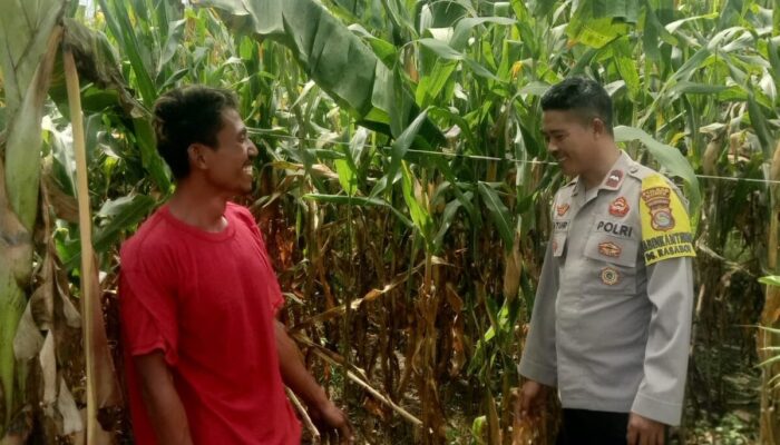 Dukung Ketahanan Pangan Nasional, Bhabinkamtibmas Desa Rasabou Pantau Lahan Jagung Warga di So Kuta