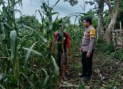 Polri Peduli Ketahanan Pangan, Polisi Pantau Panen Jagung Warga di Kempo