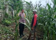 Judul:  Dukung Ketahanan Pangan Nasional, Bhabinkamtibmas Polsek Kempo Pantau Lahan Jagung Warga di Desa Konte