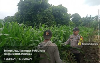 Bhabinkamtibmas Desa Beringin Jaya Beri Semangat Petani, Ketahanan Pangan Terus Didorong