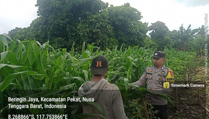 Bhabinkamtibmas Desa Beringin Jaya Beri Semangat Petani, Ketahanan Pangan Terus Didorong