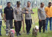 Dukung Swasembada Jagung 2026, Polres Dompu Ikuti Tanam Raya Jagung Serentak Kuartal I
