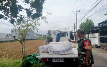 Jelang Idul Fitri, Babinsa Kawal Panen Padi Petani