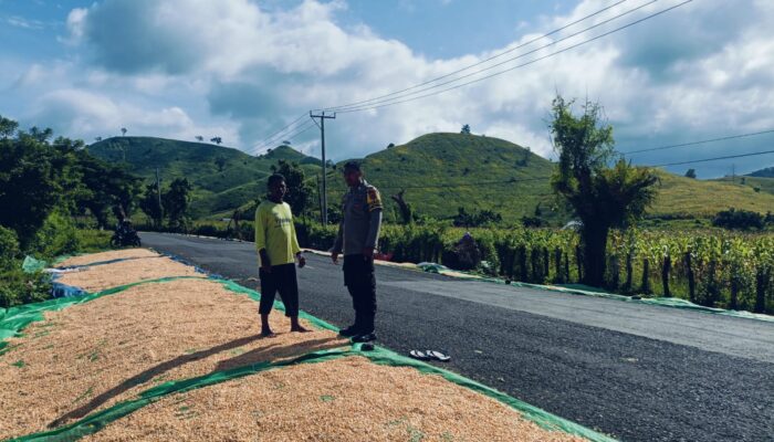 Bhabinkamtibmas Desa Adu Pantau Hasil Panen Jagung Warga, Dukung Program Ketahanan Pangan Nasional