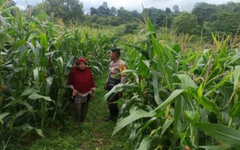 Bhabinkamtibmas Desa Sorinomo Pantau Lahan Jagung Warga, Dukung Program Ketahanan Pangan Nasional