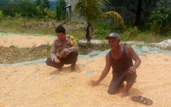 Pantau dan Dampingi Penjemuran Jagung Warga, Wujudkan Ketahanan Pangan Menuju Indonesia Emas 2045