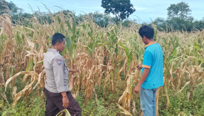 Polisi Pantau Lahan Jagung Warga di Pekat, Dorong Ketahanan Pangan Nasional