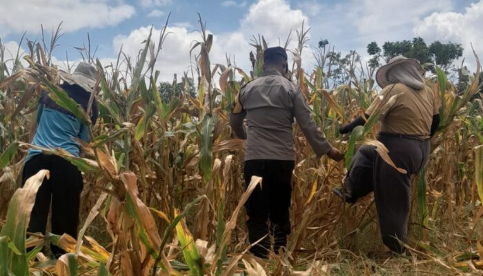 Peran Aktif Bhabinkamtibmas, Panen Jagung Warga Hu’u Capai Hasil Optimal