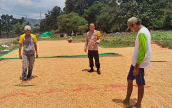 Bhabinkamtibmas Polsek Woja Pantau Penjemuran Jagung Warga, Dukung Ketahanan Pangan Nasional