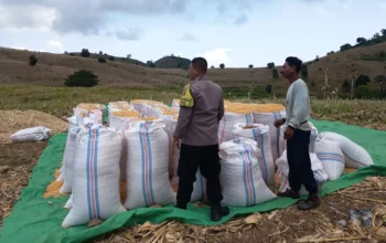 Polsek Sekotong Kawal Petani Kedaro, Pastikan Stok Pangan Nasional Aman Lewat Sinergi Door to Door