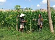 Bhabinkamtibmas Polsek Labuapi Dampingi Petani Jagung Dusun Jogot