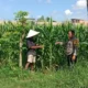 Bhabinkamtibmas Polsek Labuapi Dampingi Petani Jagung Dusun Jogot