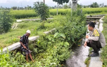 Polsek Labuapi Turun ke Sawah, Pastikan Petani Merasa Aman Saat Garap Lahan