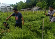 Polsek Labuapi Perkuat Ketahanan Pangan di Desa Perampuan
