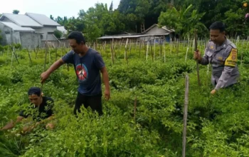 Polsek Labuapi Perkuat Ketahanan Pangan di Desa Perampuan