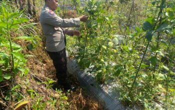 Bhabinkamtibmas Desa Masbagik Utara Kontrol Petani dalam Rangka Ketahanan Pangan