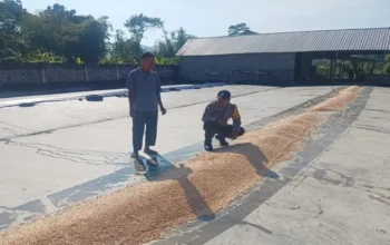 Bhabinkamtibmas Lombok Barat Pantau Proses Pasca Panen Jagung di Gerung