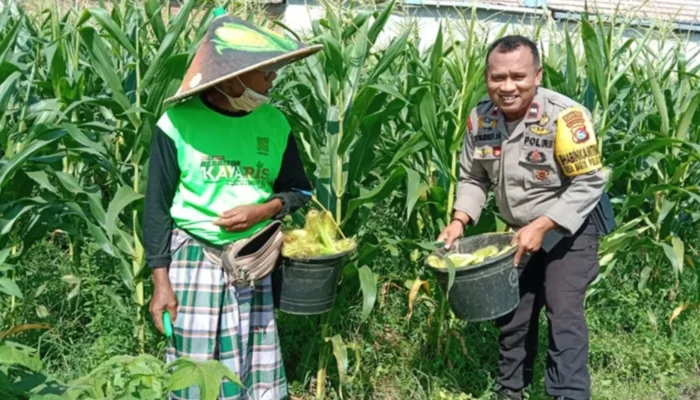 Bhabinkamtibmas Bagik Polak Barat Terjun ke Dusun Jogot, Motivasi Petani Jagung Perkuat Stok Pangan