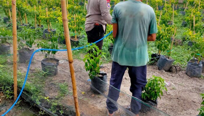 Bhabinkamtibmas Desa Sukaraja Ajak Warga Manfaatkan Pekarangan untuk Tanam Cabai dan Apotek Hidup