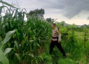 Strategi Polsek Labuapi Perkuat Ekonomi Desa: Dampingi Petani Jagung Demi Percepatan Penyerapan Hasil Panen ke Bulog