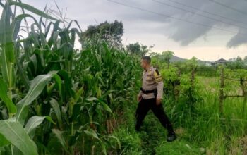 Strategi Polsek Labuapi Perkuat Ekonomi Desa: Dampingi Petani Jagung Demi Percepatan Penyerapan Hasil Panen ke Bulog