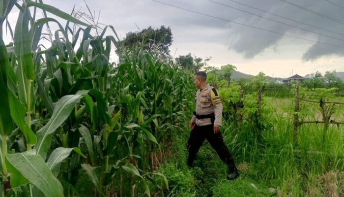 Strategi Polsek Labuapi Perkuat Ekonomi Desa: Dampingi Petani Jagung Demi Percepatan Penyerapan Hasil Panen ke Bulog
