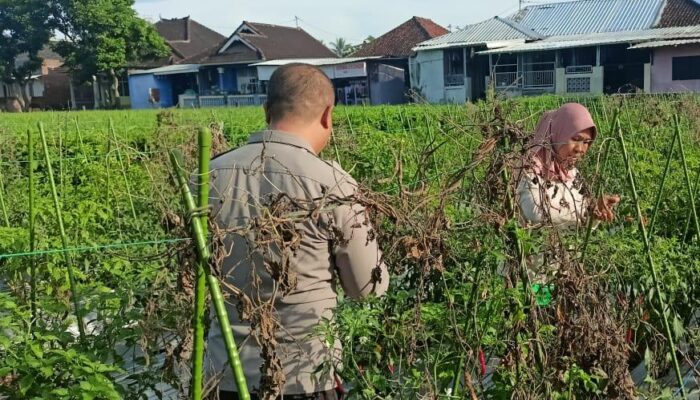 Bhabinkamtibmas Desa Masbagik Utara Laksanakan Silaturahmi dan Kontrol Ketahanan Pangan Warga